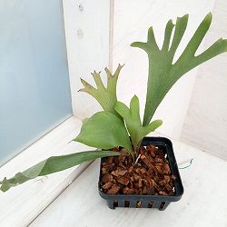 園芸ネット本店｜ビカクシダ：ミックススポア株（willinckii Wild Cat