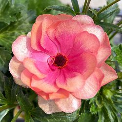 園芸ネット本店｜ラナンキュラス：ラックス キュベレー3.5-4号ポット