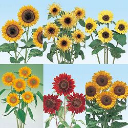 園芸ネット本店｜ひまわり高性花色ミックス3号ポット 3株セット の通販