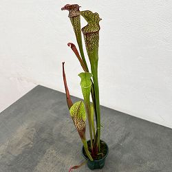 園芸ネット本店｜サラセニア の商品一覧【公式】