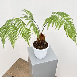 園芸ネット本店｜観葉植物:シダ類 の商品一覧 【公式】