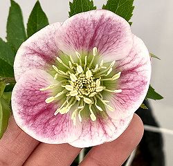 園芸ネット本店｜大和園さんのクリスマスローズ：24-14グリーンパステ