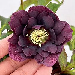 園芸ネット本店｜クリスマスローズ のカテゴリ一覧【公式】