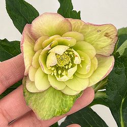 園芸ネット本店｜クリスマスローズ：ダブルエレン26-05／5号鉢【現品