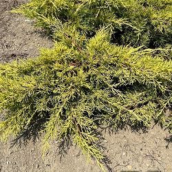 園芸ネット本店｜ピセアプンゲンス（プンゲンストウヒ）：ホプシー8号