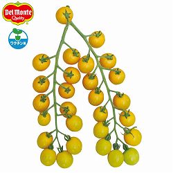 園芸ネット本店｜[26年4月下旬予約]トマト（ミニ）：天使のトマト(R