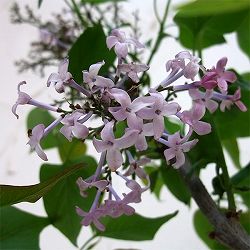 園芸ネット本店｜ライラック：プレジデントグレビー4-5号ポット の通販