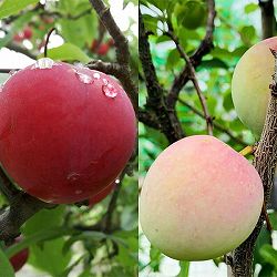 園芸ネット本店｜スモモ(プラム）：ハニーローザ4～5号ポット＊＊ の