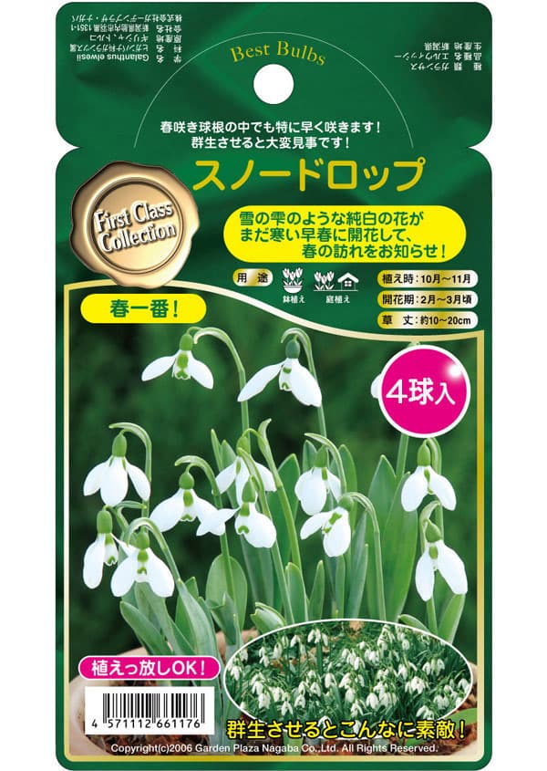 園芸ネット本店｜スノードロップ：一重咲き 4球入り の通販【公式】