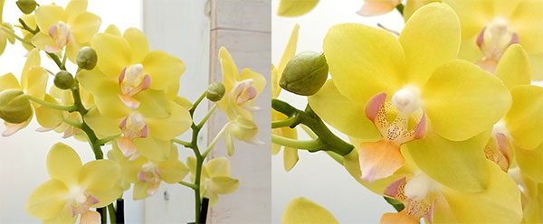 園芸ネット本店｜「椎名洋ラン園さんの胡蝶蘭」の栽培ガイド【公式】