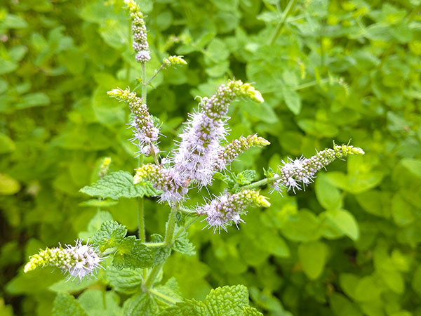 園芸ネット本店｜コンパニオンプランツ：スペアミント3号ポット4株