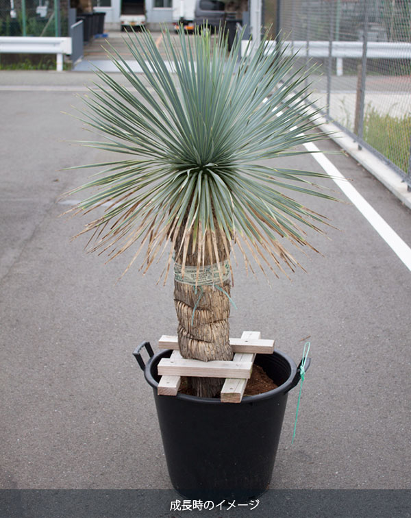 園芸ネット本店｜ユッカ：ロストラータ草丈30～40cm根巻き の通販【公式】