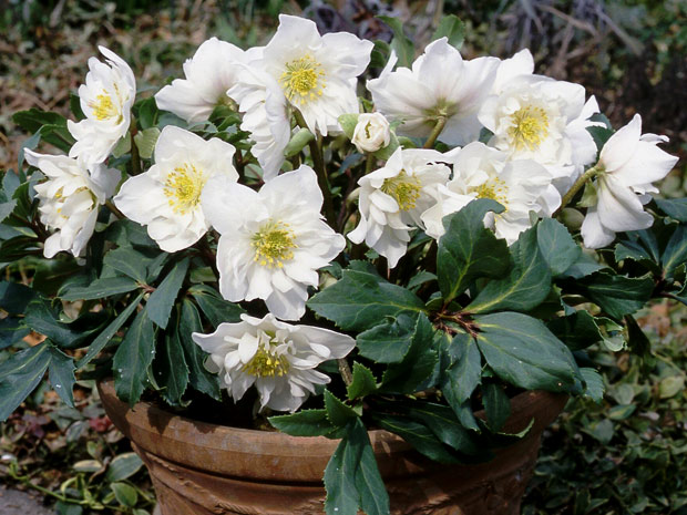 園芸ネット本店｜クリスマスローズ（原種系）：*ダブルファンタジー3号