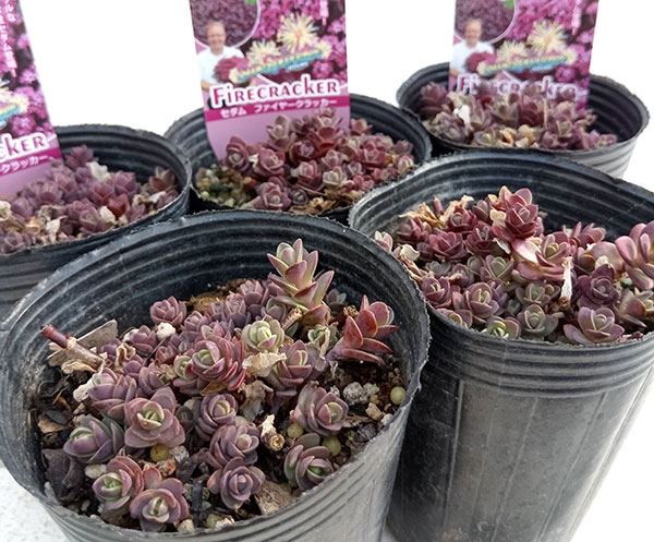園芸ネット本店｜セダム：ファイヤークラッカー2.5-3号ポット の通販