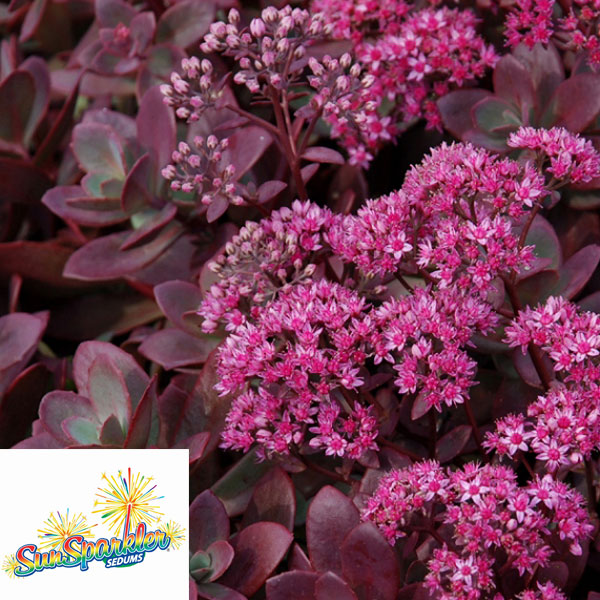 園芸ネット本店｜セダム：ファイヤークラッカー2.5-3号ポット の通販