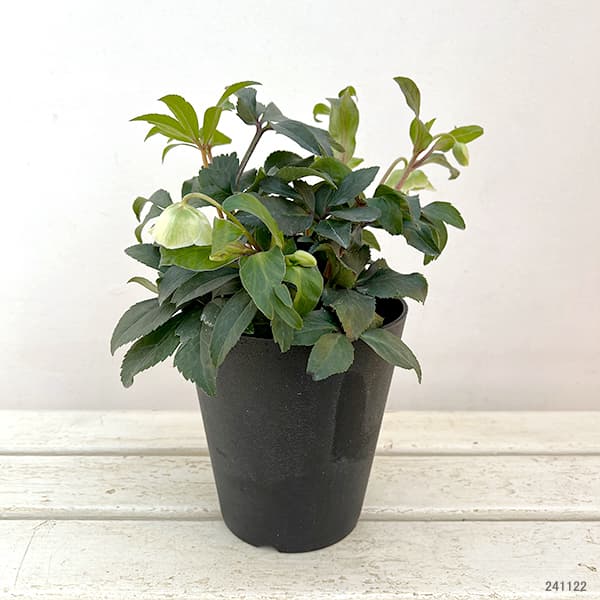 園芸ネット本店｜クリスマスローズ（原種交配）：*サヒニ ウインター