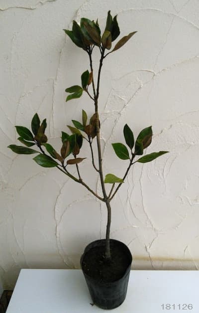 園芸ネット本店｜タイサンボク：リトルジェム7号ポット の通販【公式】