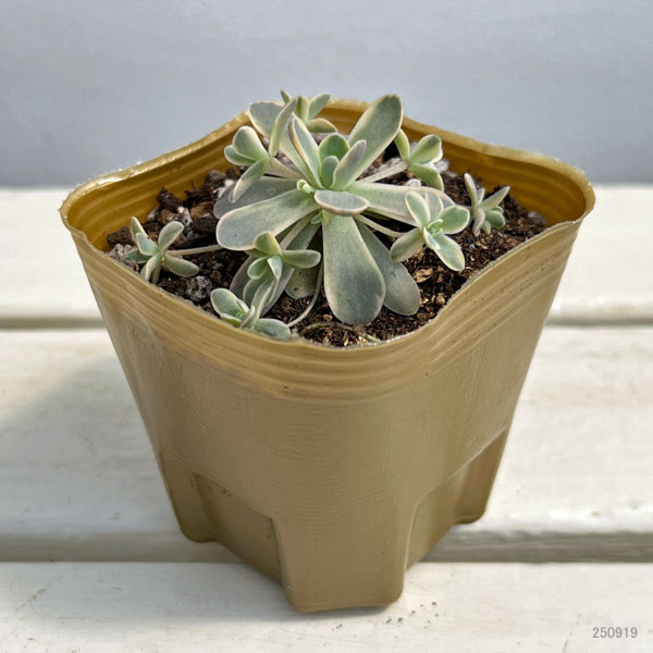 園芸ネット本店｜セダム（オロスタキス）：子持ち蓮華錦（斑入り）3号