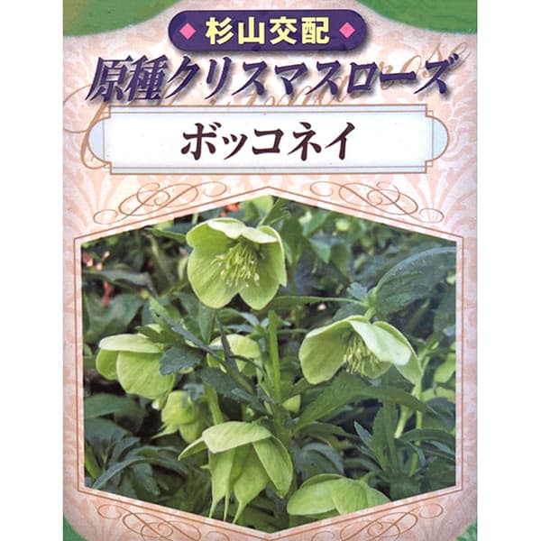 園芸ネット本店｜クリスマスローズ（原種系）：ボッコネイ4号ポット の