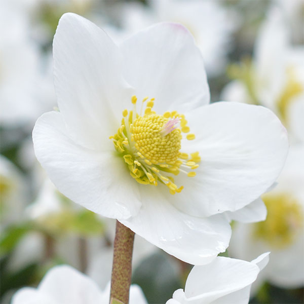 園芸ネット本店｜クリスマスローズ（原種系）：*ニゲルHGCジュベリオ