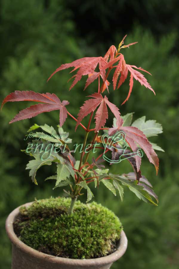 園芸ネット本店｜モミジ：京の舞3号ポット の通販【公式】