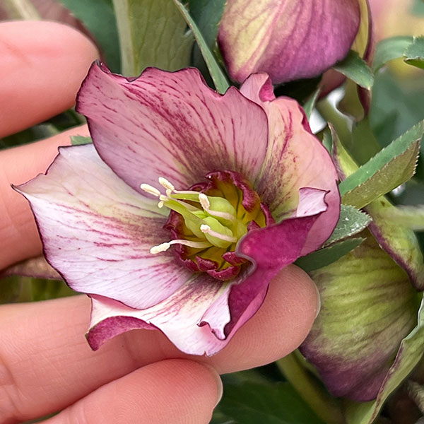 園芸ネット本店｜クリスマスローズ：*プチドール彩（あや）5号鉢（開花