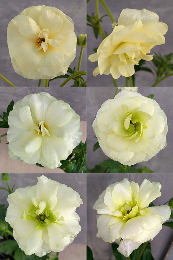 園芸ネット本店｜ラナンキュラス：ラックス グレーシス3.5-4号ポット