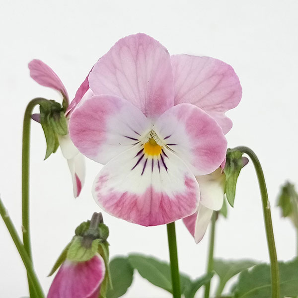 園芸ネット本店｜見元園芸さんのビオラ：桜子日記3-3.5号ポット 6株