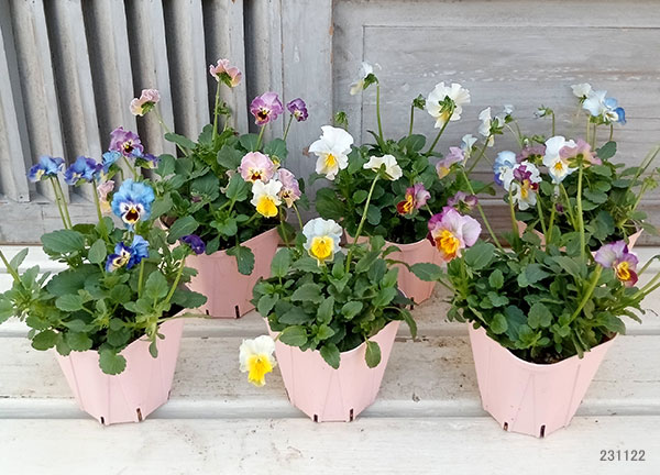 園芸ネット本店｜ビオラ（フリル咲き）：恋みやび（ミックスアソート