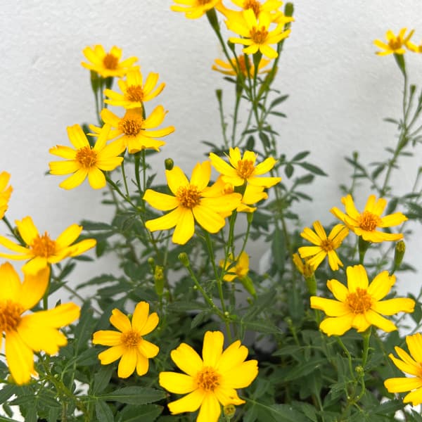 園芸ネット本店｜レモンマリーゴールド3号ポット2株セット の通販【公式】