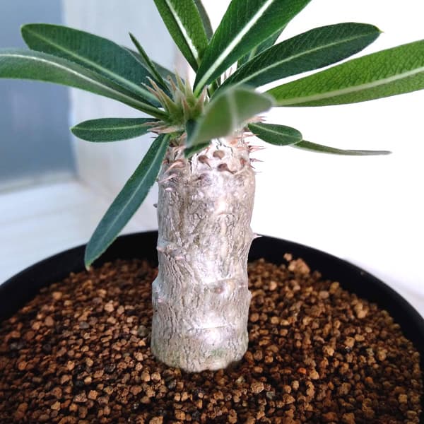 園芸ネット本店｜パキポディウム：伊藤ハイブリッド（実生株） 3号