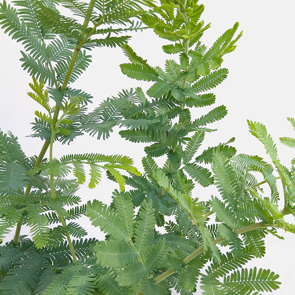 園芸ネット本店｜アカシア：ギンヨウ（銀葉）アカシア 5号鉢植え の