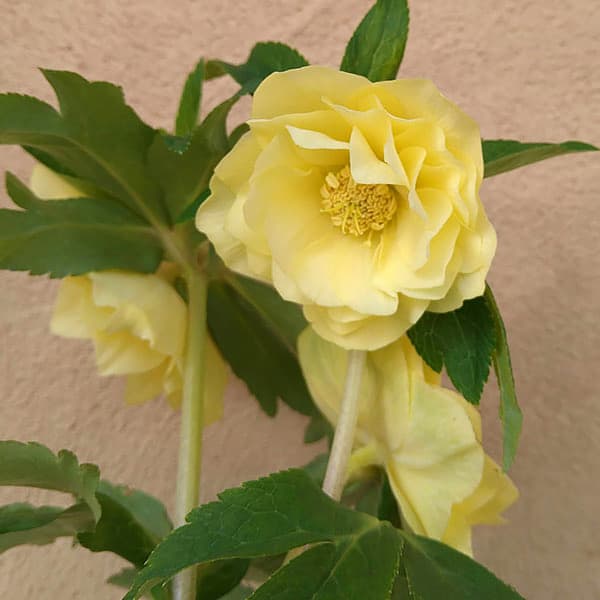 園芸ネット本店｜クリスマスローズ：*ラスターゴールド5号鉢 の通販