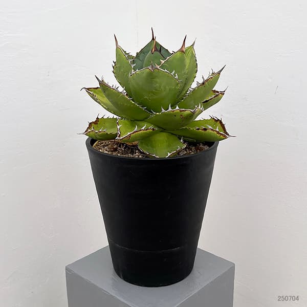 PLANTIST M 様 700粒+ アガベ オテロイ種 PLANTIST M 様 700粒+ アガベ