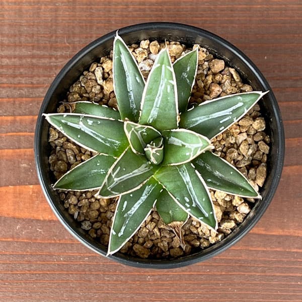 園芸ネット本店｜アガベ：笹の雪 3.5号鉢植え の通販【公式】