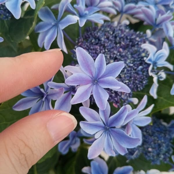 園芸ネット本店｜[春の鉢花予約]アジサイ：月虹（ゲッコウ）ブルー5.5