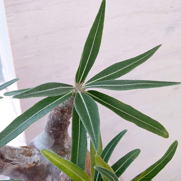 園芸ネット本店｜パキポディウム：グラキリス（発根済み・現地球） 3.5