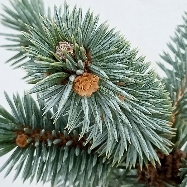 園芸ネット本店｜ピセアプンゲンス（プンゲンストウヒ）：ホプシー8号