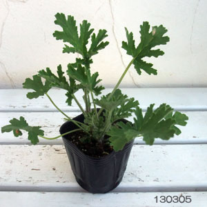 園芸ネット本店｜ニオイゼラニウム：ブルボン3号ポット2株セット の