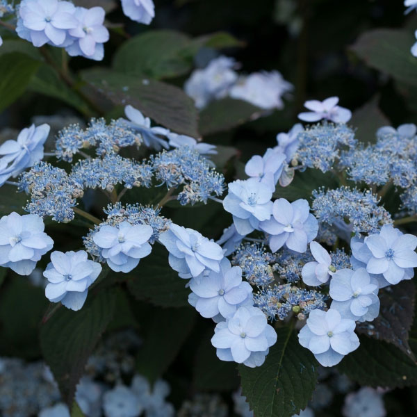 園芸ネット本店｜ヤマアジサイ：タイニータフスタッフ5号ポット の通販