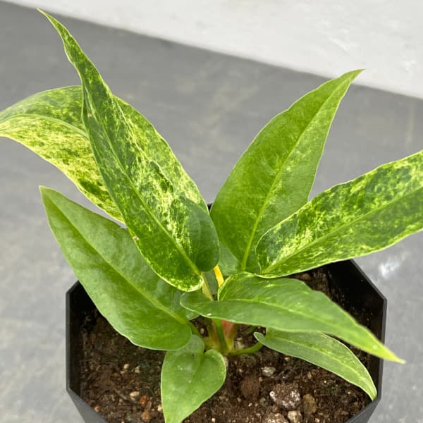 園芸ネット本店｜アンスリウム：フーケリーバリエガータ（国内実生