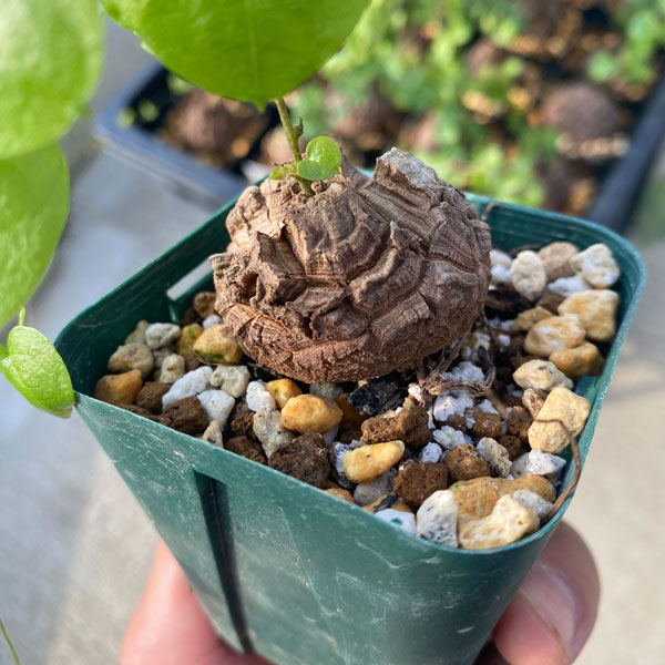 メキシコ亀甲竜 ベアルート株 発根済み ディオスコレア ディオスコレア