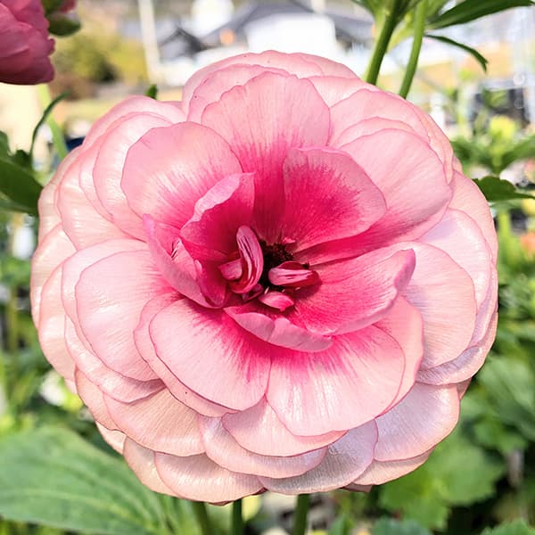 園芸ネット本店｜ラナンキュラス：ラックス ヘラ3.5-4号ポット* の通販