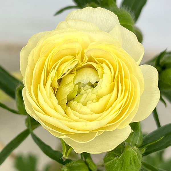 園芸ネット本店｜ラナンキュラス：ラックス アフロディーテ3.5-4号