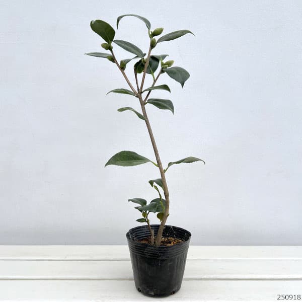 友久様ご確認苗 加茂本阿弥と四ヶ村 園芸ネット本店｜ツバキ（椿