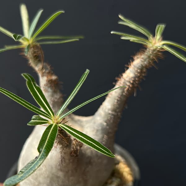 園芸ネット本店｜パキポディウム：グラキリス（発根済み株）3.5号（G29