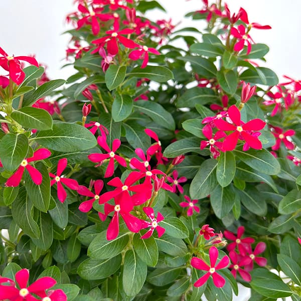 園芸ネット本店｜[26年5月中下旬予約]ニチニチソウ：夏花火 レッド3