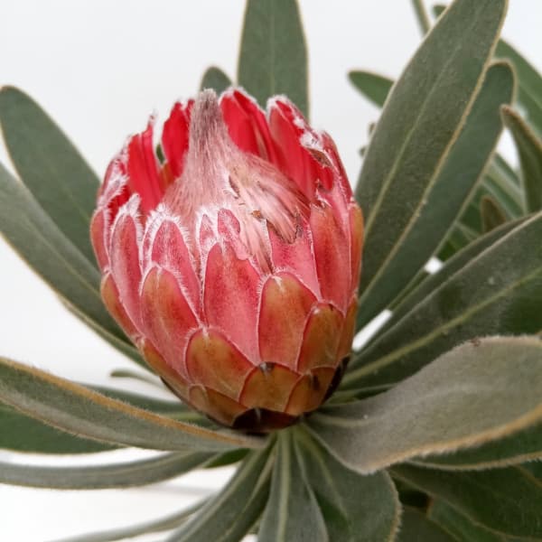 園芸ネット本店｜プロテア：スペシャルピンクアイス 7号鉢植え の通販