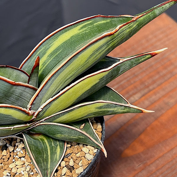 ブルーバット 超斑入り サンスベリア ロリダ 多肉植物 コーデックス