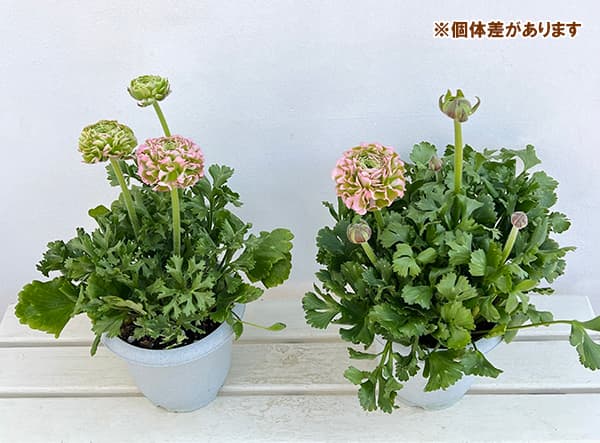 園芸ネット本店｜ラナンキュラス：ポンポン ハーマイオニー6号鉢植え